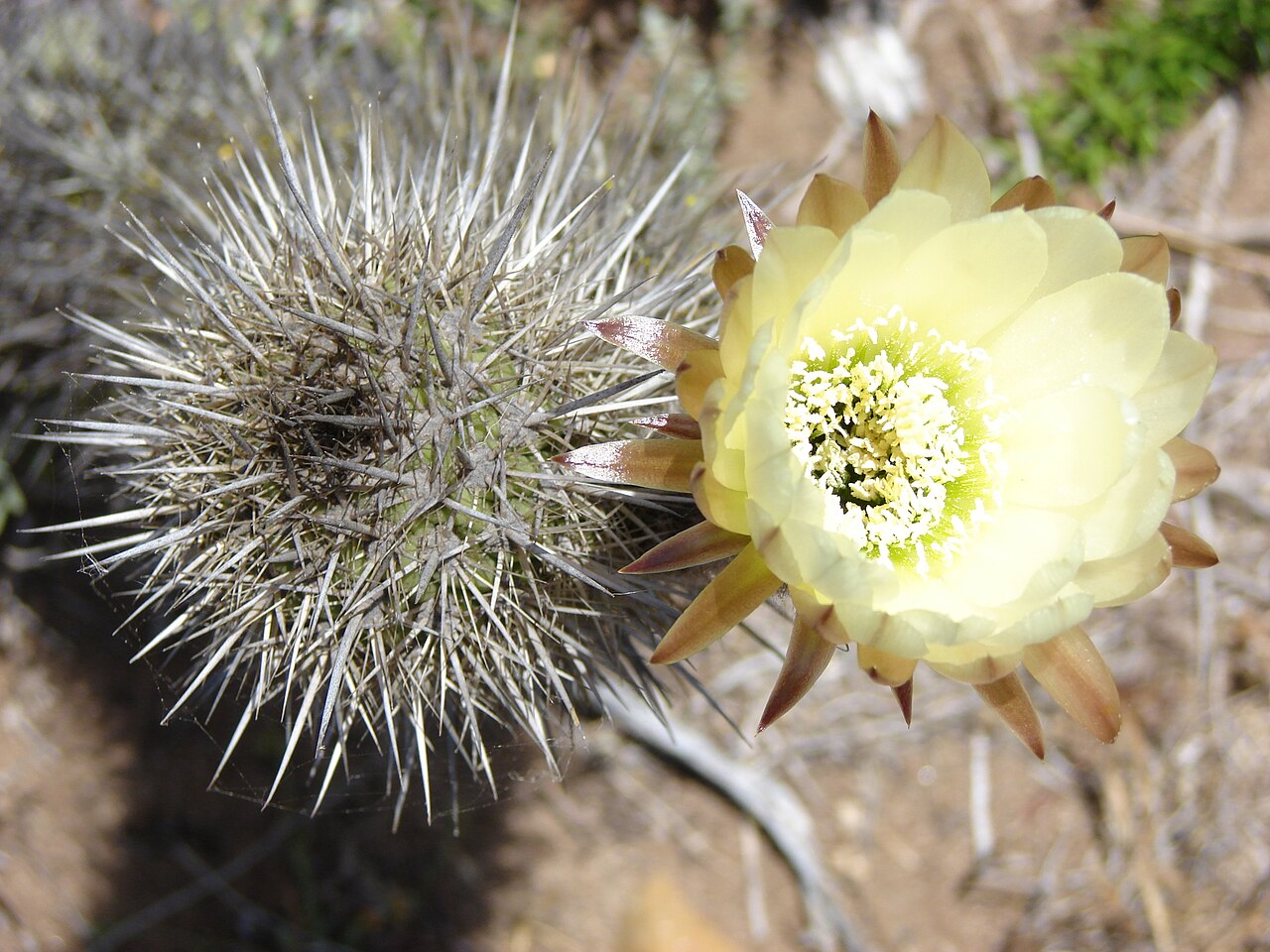 Leucostele faundezii: Trichocereus faundezii in Chile