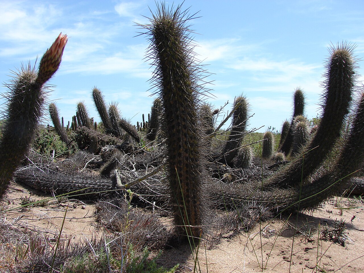 Leucostele faundezii: Trichocereus faundezii in Chile