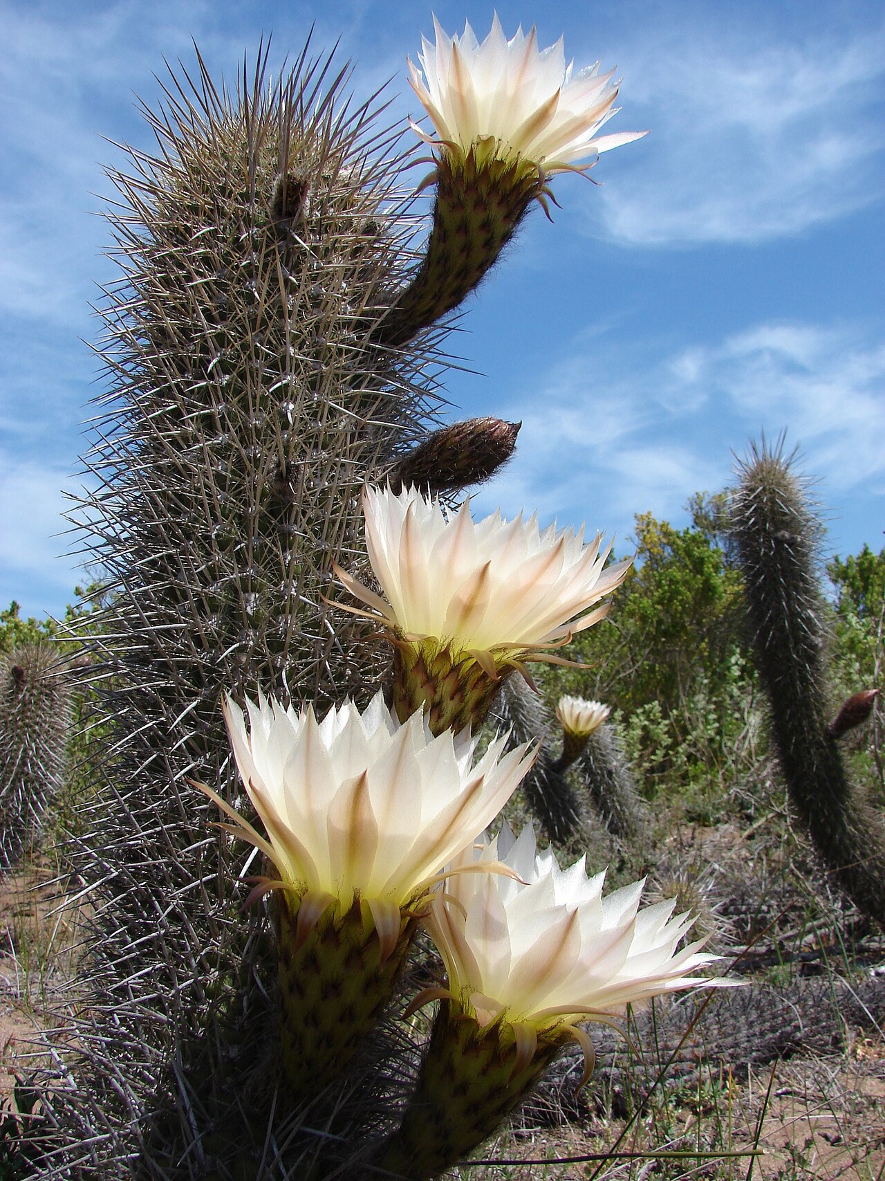 Leucostele faundezii: Trichocereus faundezii in Chile