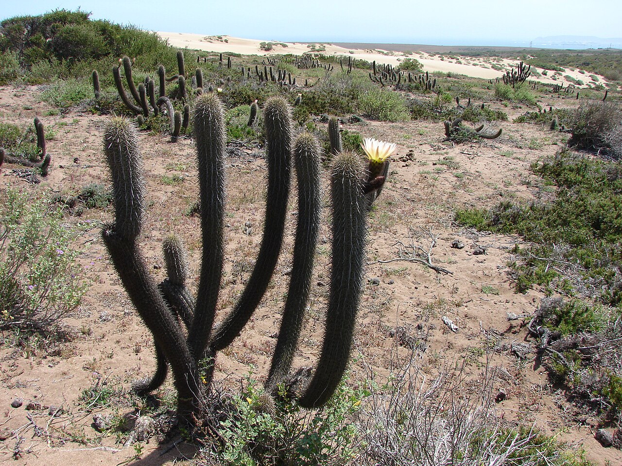 Leucostele faundezii: Trichocereus faundezii in Chile