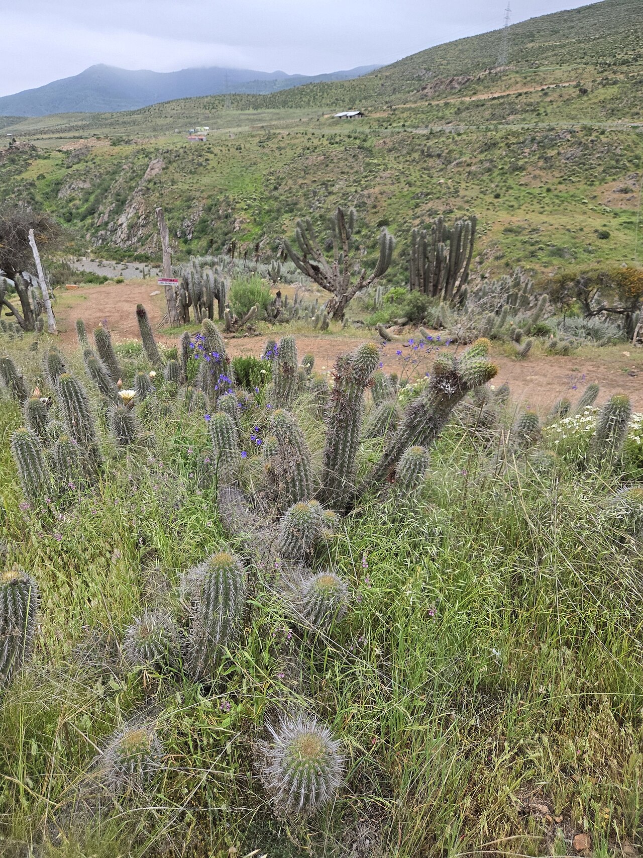 Leucostele faundezii: Trichocereus faundezii in Chile