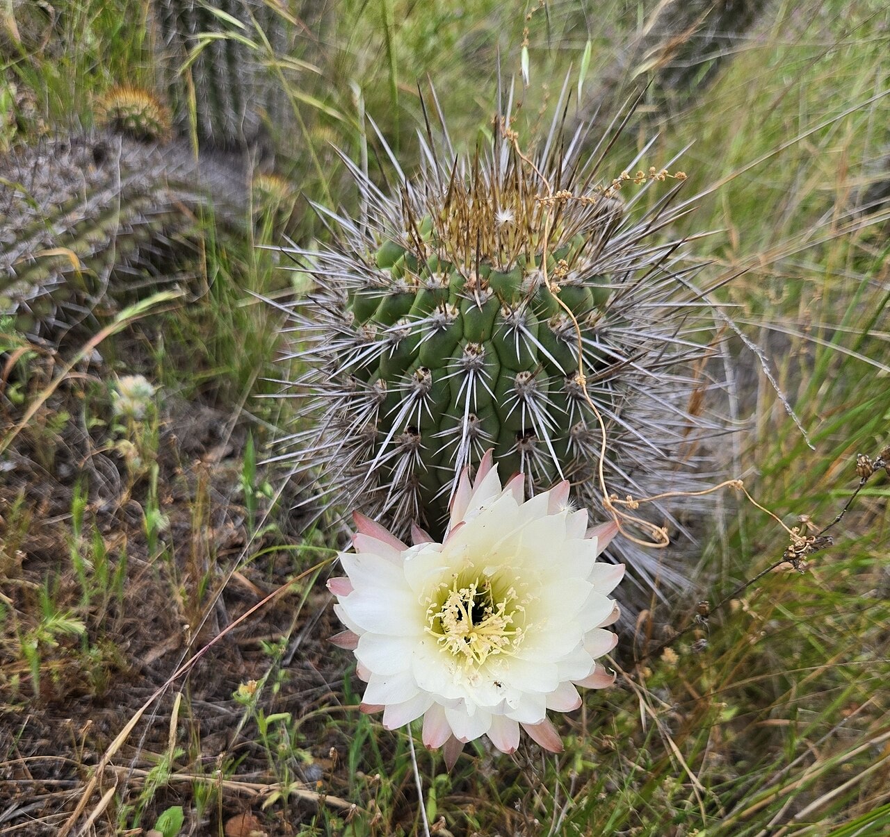 Leucostele faundezii: Trichocereus faundezii in Chile