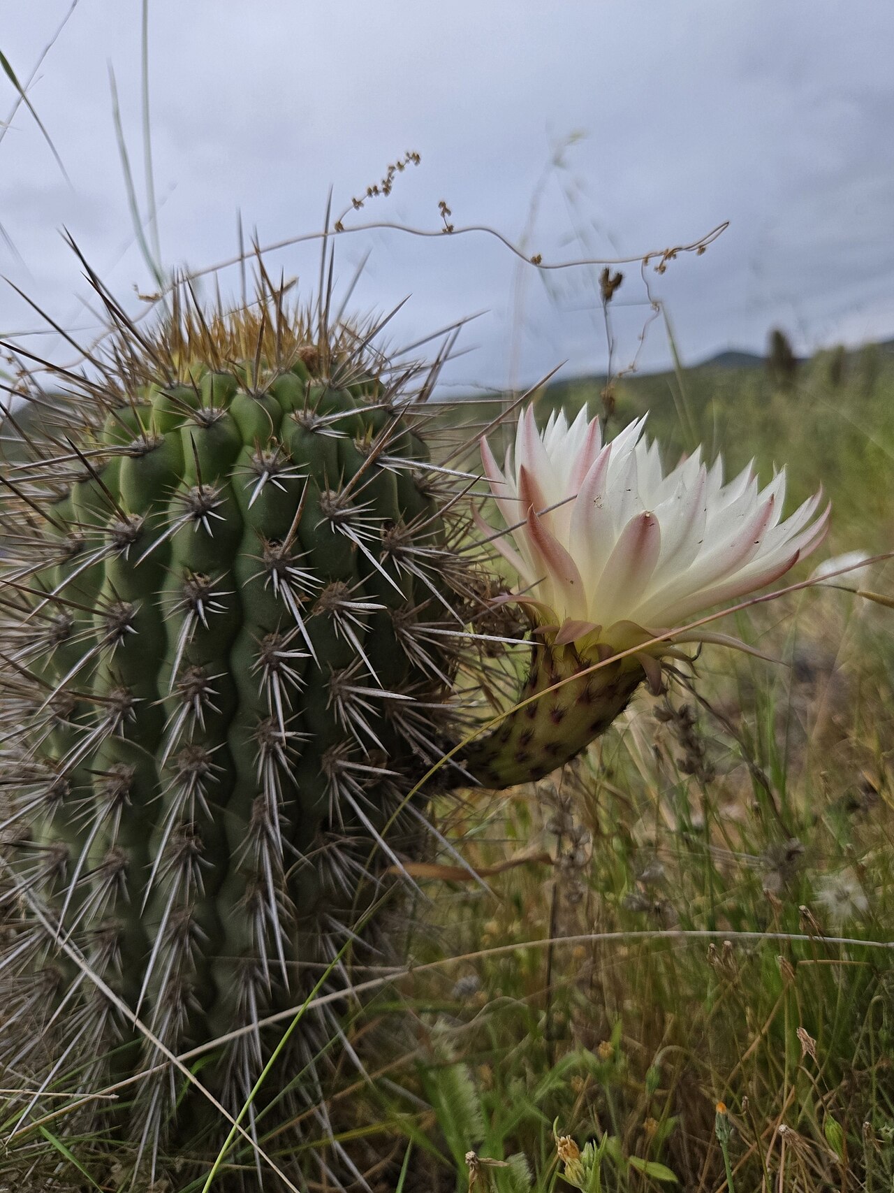 Leucostele faundezii: Trichocereus faundezii in Chile