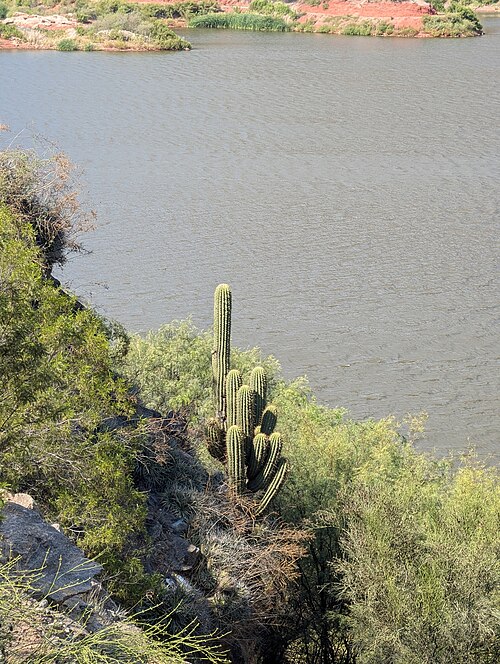 Leucostele terscheckii: Argentine Saguaro ( Leucostele terscheckii ) in Argentina