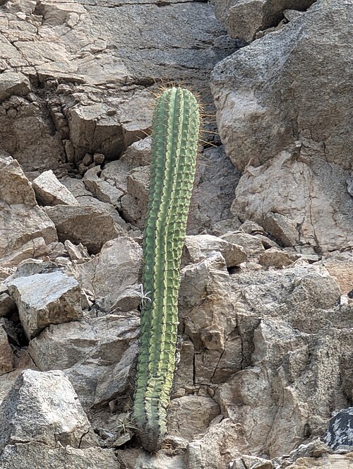 Leucostele terscheckii: Argentine Saguaro ( Leucostele terscheckii ) in Argentina