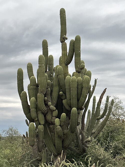Leucostele terscheckii: Argentine Saguaro ( Leucostele terscheckii ) in Argentina