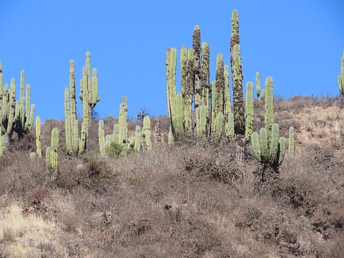 Leucostele terscheckii: Argentine Saguaro ( Leucostele terscheckii ) in Argentina