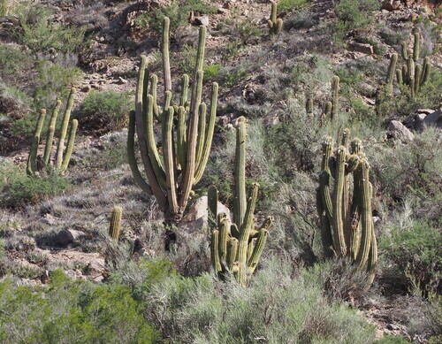 Leucostele terscheckii: Argentine Saguaro ( Leucostele terscheckii ) in Argentina