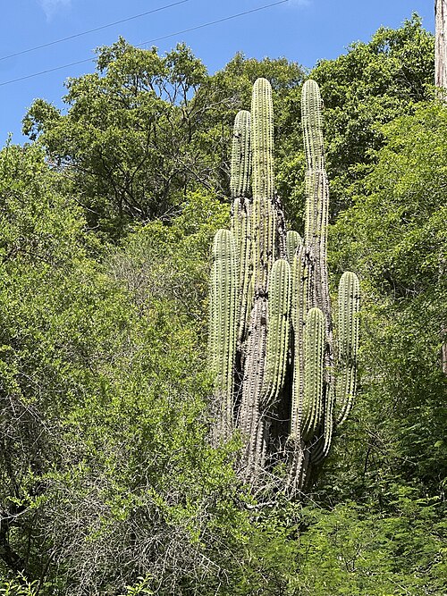 Leucostele terscheckii: Argentine Saguaro ( Leucostele terscheckii ) in Argentina