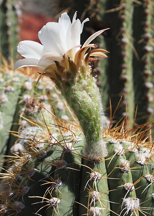 Leucostele terscheckii: Argentine Saguaro ( Leucostele terscheckii ) in Argentina