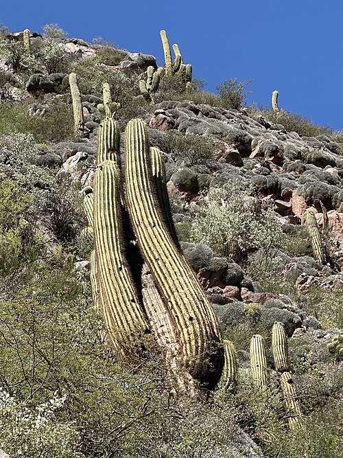 Leucostele terscheckii: Argentine Saguaro ( Leucostele terscheckii ) in Argentina