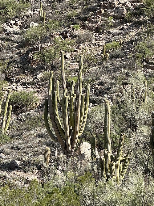 Leucostele terscheckii: Argentine Saguaro ( Leucostele terscheckii ) in Argentina