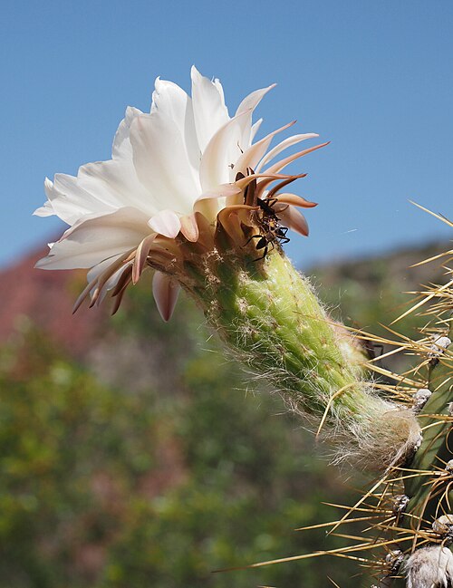 Leucostele terscheckii: Argentine Saguaro ( Leucostele terscheckii ) in Argentina