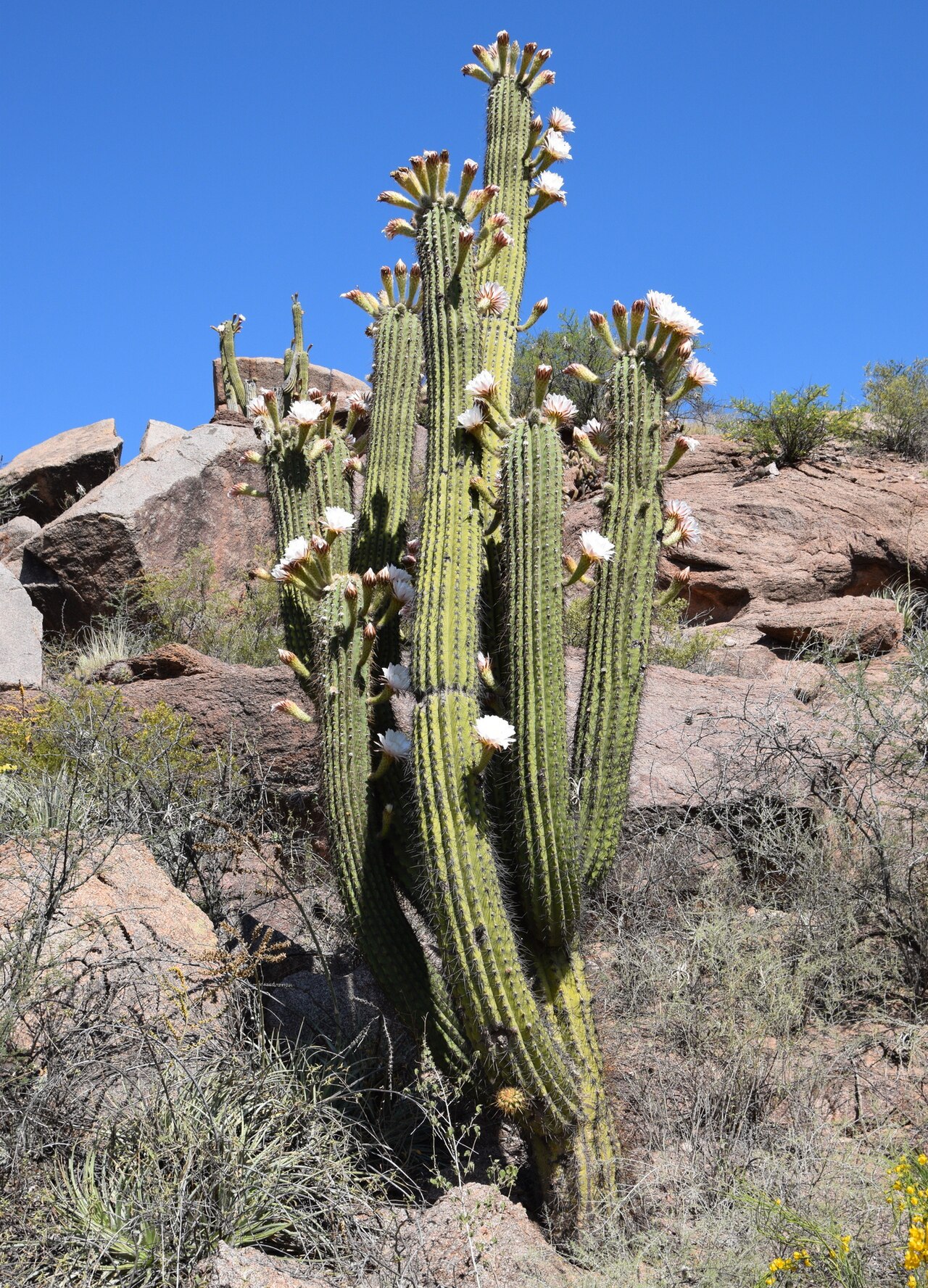 Leucostele terscheckii: Argentine Saguaro ( Leucostele terscheckii ) in Argentina