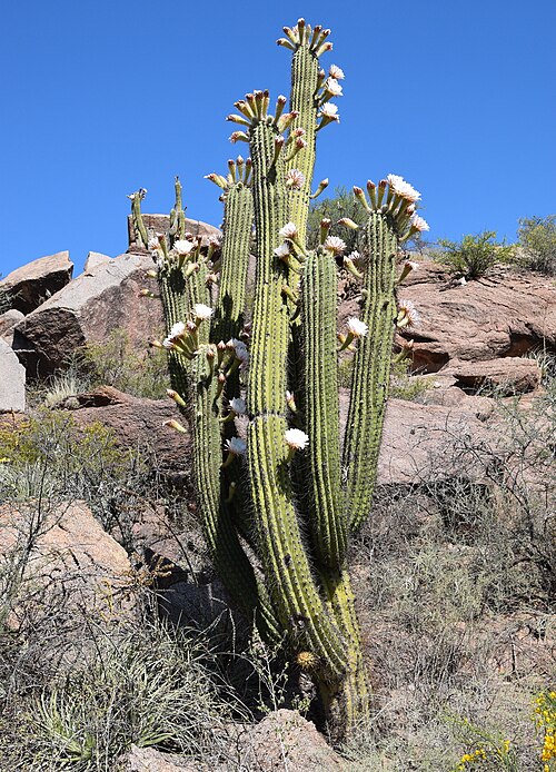 Leucostele terscheckii: Argentine Saguaro ( Leucostele terscheckii ) in Argentina