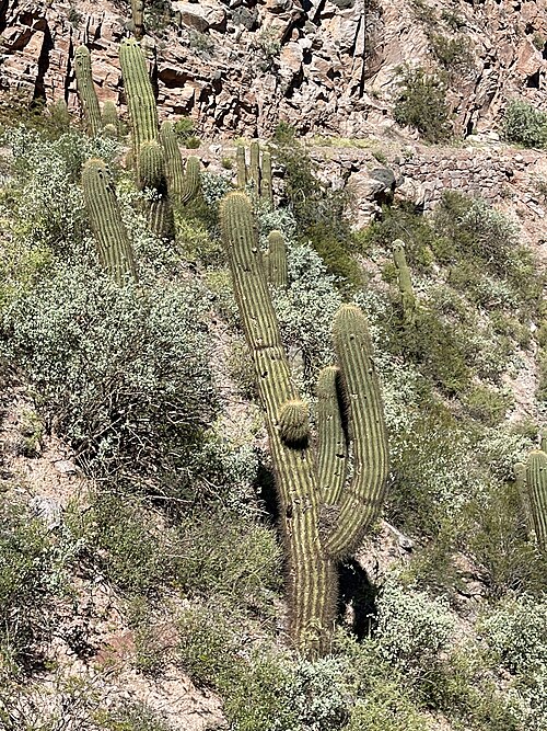 Leucostele terscheckii: Argentine Saguaro ( Leucostele terscheckii ) in Argentina