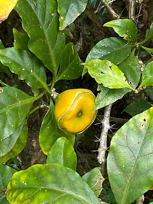 Rose cactus: Rose Cactus ( Leuenbergeria bleo ) in Costa Rica