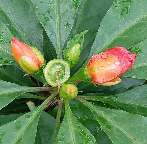 Rose cactus: Rose Cactus ( Leuenbergeria bleo ) in Indonesia