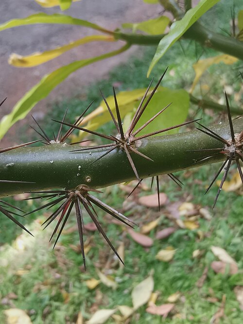 Rose cactus: Rose Cactus ( Leuenbergeria bleo ) in Thailand