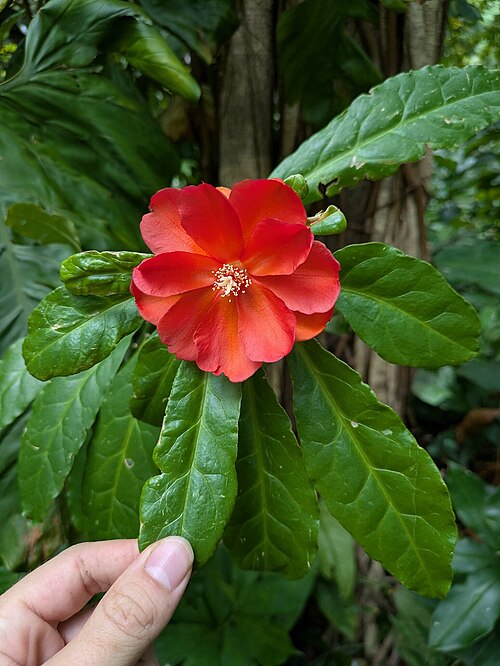 Rose cactus: Rose Cactus ( Leuenbergeria bleo ) in the United States