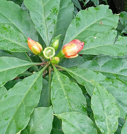 Rose cactus: Rose Cactus ( Leuenbergeria bleo ) in Indonesia