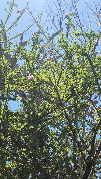 Leuenbergeria portulacifolia: Leuenbergeria portulacifolia in the Dominican Republic