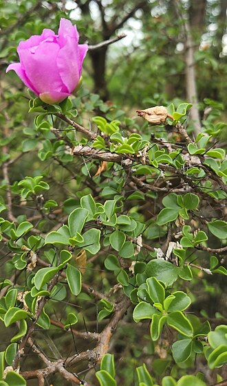 Leuenbergeria portulacifolia: Leuenbergeria portulacifolia in the Dominican Republic