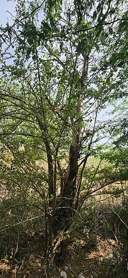 Leuenbergeria portulacifolia: Leuenbergeria portulacifolia in the Dominican Republic