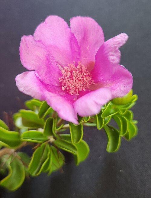 Leuenbergeria portulacifolia: Leuenbergeria portulacifolia in the Dominican Republic