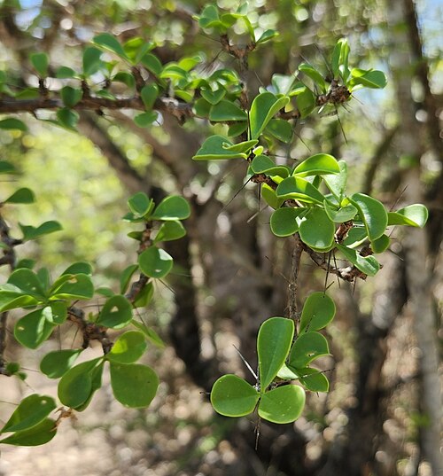 Leuenbergeria portulacifolia: Leuenbergeria portulacifolia in the Dominican Republic