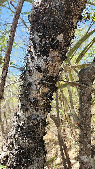 Leuenbergeria portulacifolia: Leuenbergeria portulacifolia in the Dominican Republic