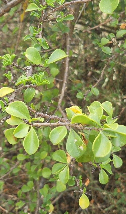 Leuenbergeria portulacifolia: Leuenbergeria portulacifolia in the Dominican Republic