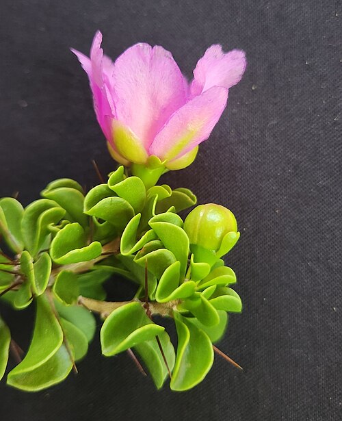 Leuenbergeria portulacifolia: Leuenbergeria portulacifolia in the Dominican Republic