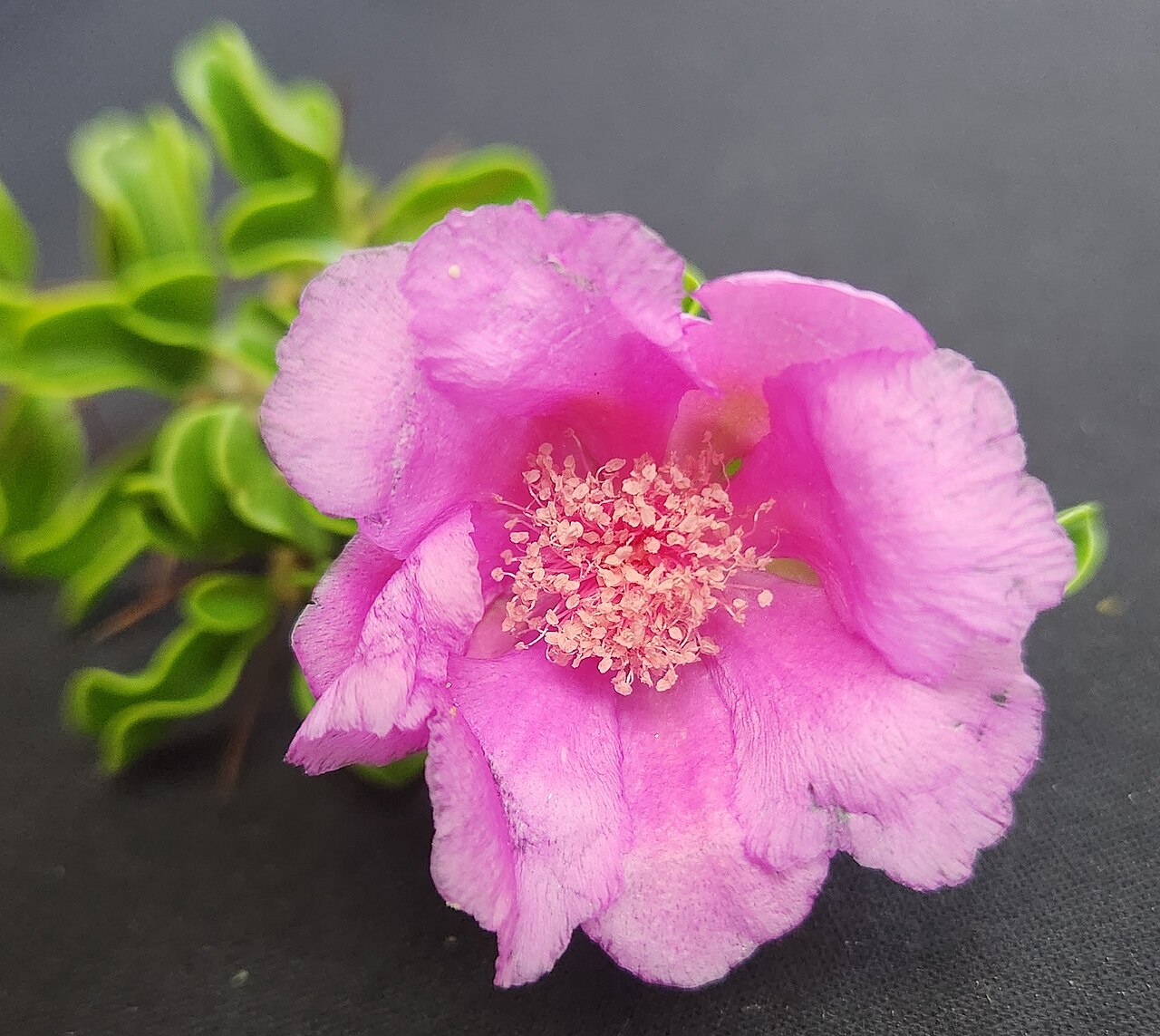 Leuenbergeria portulacifolia: Flor de Leuenbergeria portulacifolia