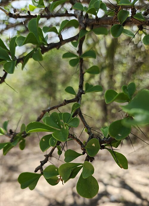 Leuenbergeria portulacifolia: Leuenbergeria portulacifolia in the Dominican Republic