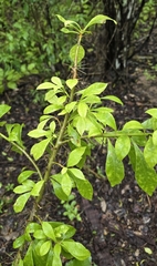 Bayahibe rose (Leuenbergeria quisqueyana)