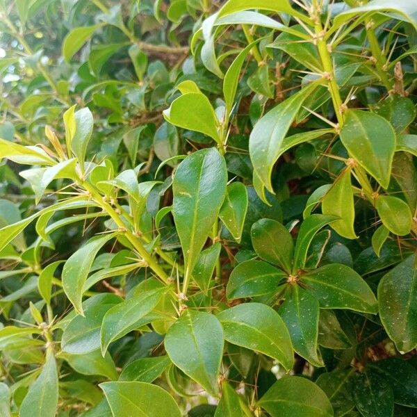 Bayahibe rose (Leuenbergeria quisqueyana)