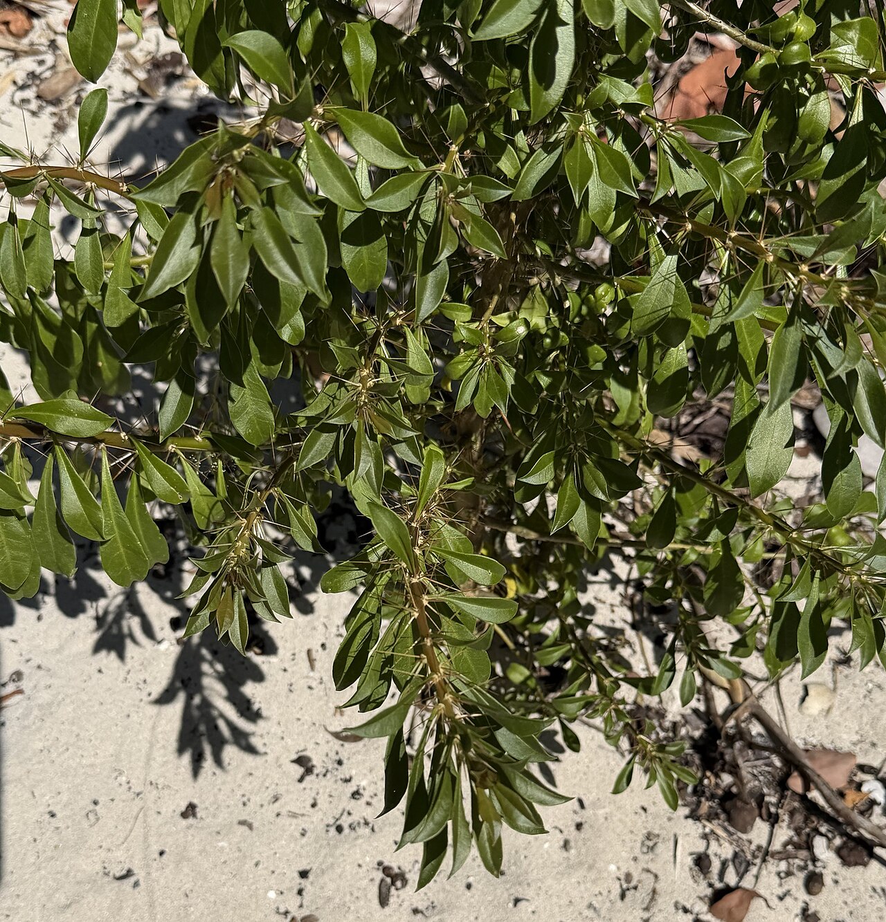 Bayahibe rose: Bayahíbe Rose ( Leuenbergeria quisqueyana ) in the Dominican Republic