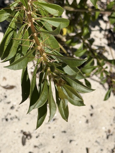Bayahibe rose (Leuenbergeria quisqueyana)