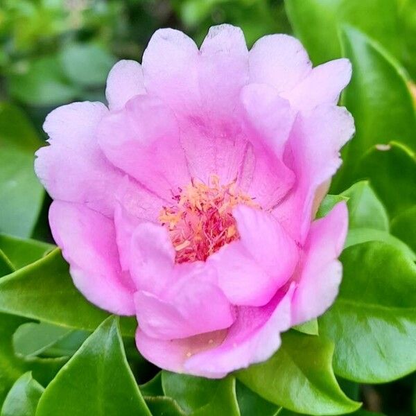 Bayahibe rose (Leuenbergeria quisqueyana)