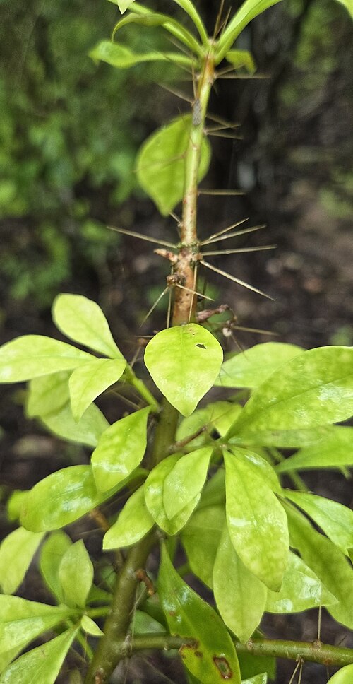 Bayahibe rose: Bayahíbe Rose ( Leuenbergeria quisqueyana ) in the Dominican Republic
