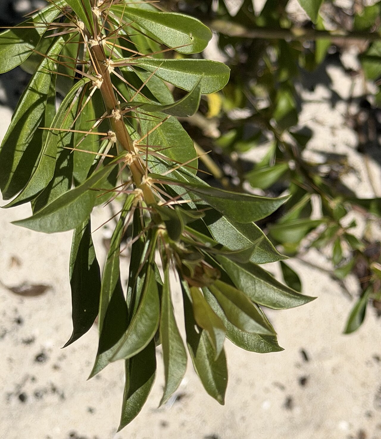 Bayahibe rose: Bayahíbe Rose ( Leuenbergeria quisqueyana ) in the Dominican Republic