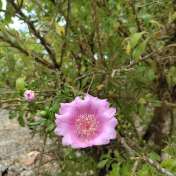 Bayahibe rose (Leuenbergeria quisqueyana)
