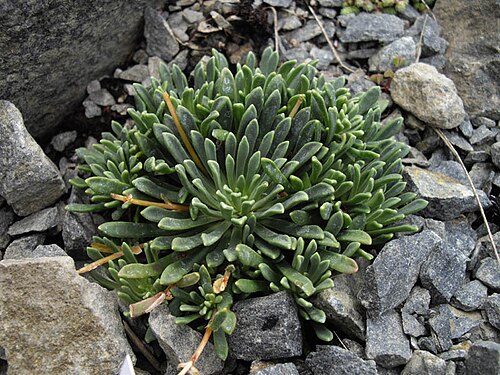 Columbian lewisia: Lewisia columbiana 'Alba'