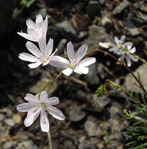 Columbian lewisia: Lewisia columbiana 'Alba'