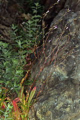 Congdon's lewisia (Lewisia congdonii)