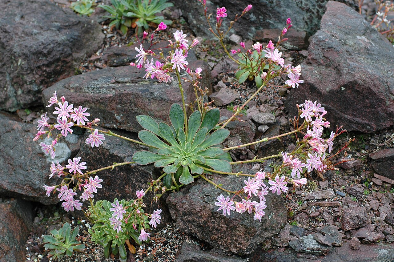 Siskiyou lewisia: Habit of Lewisia cotyledon at Rennsteiggarten near Oberhof