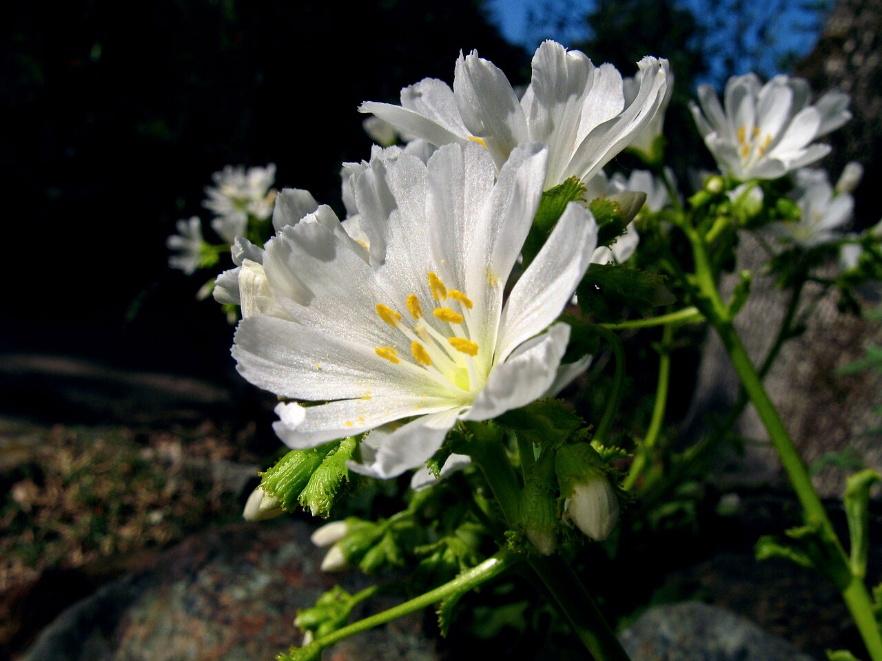 Siskiyou lewisia: Lewisia cotyledon—cliff maids. An unusual white form of a species that knows many colors. From the Siskiyou Mountains where it grows in crevices in often inacce