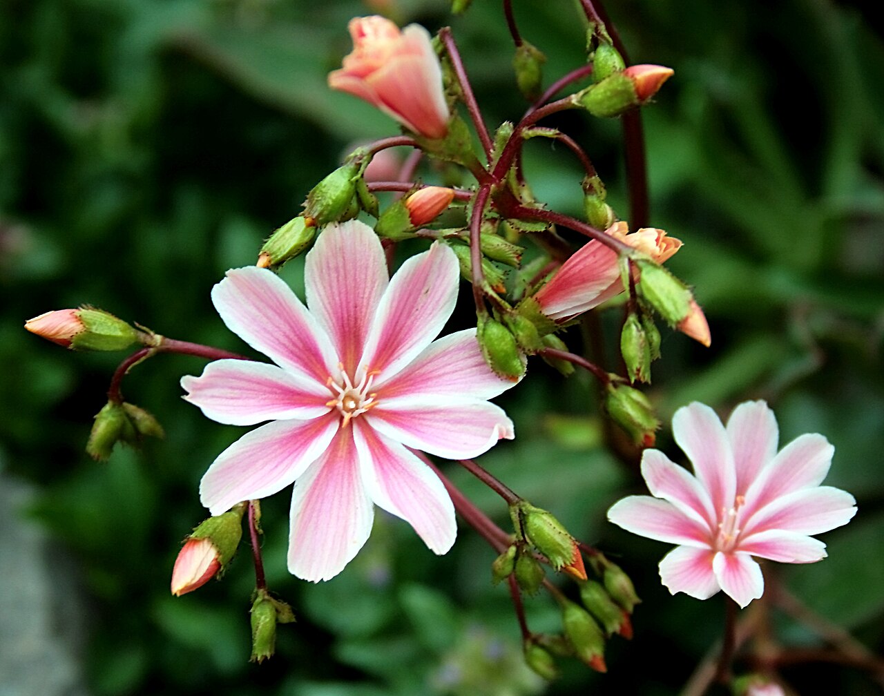 Siskiyou lewisia: Ísland , Akureyri Botanical Gardens: Gewöhnliche_Bitterwurz_