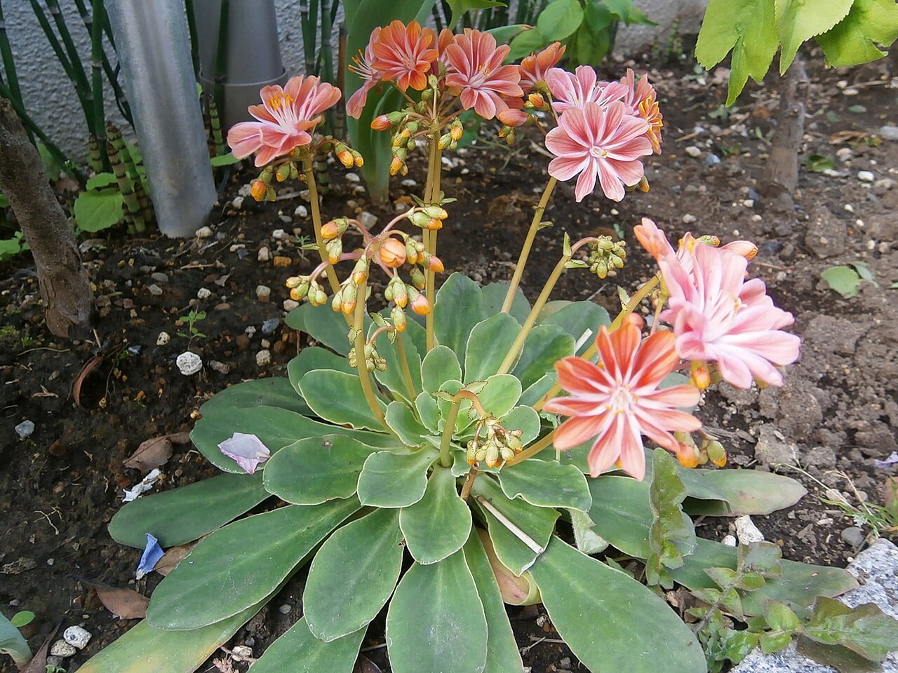 Siskiyou lewisia: Lewicia cotyledon